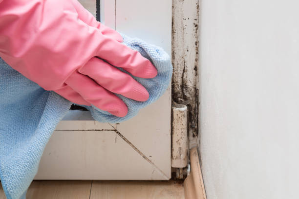 Best Mold Damage Repair  in Burnsville, MN
